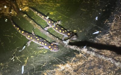 A Maelstrom of Spotted Salamanders