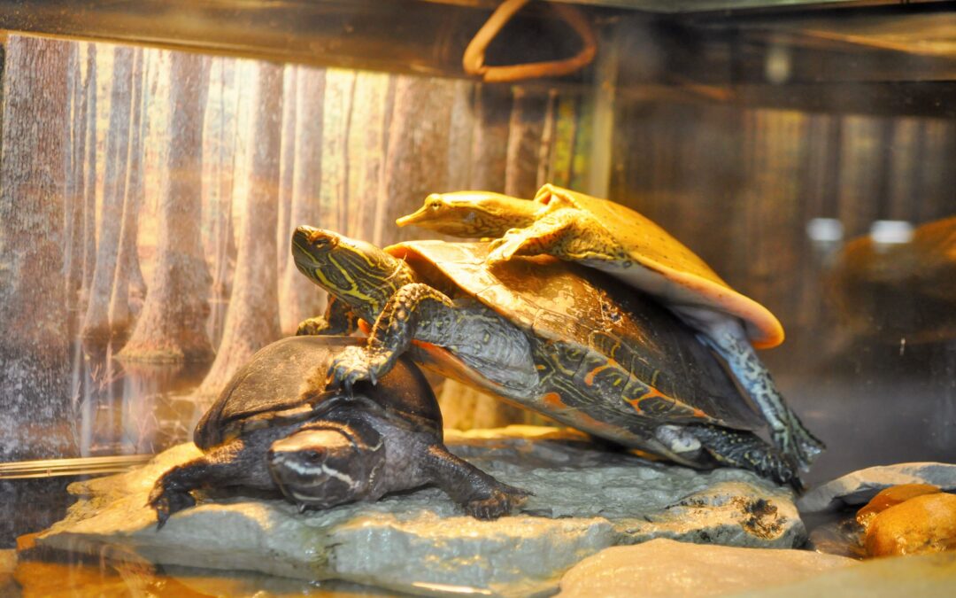 World Turtle Day – May 23, 2025