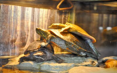 World Turtle Day – May 23, 2025